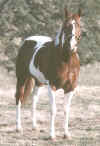 ph-sorrel-tobiano2.jpg (30402 bytes)